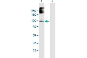 Western Blot analysis of FANCB expression in transfected 293T cell line by FANCB MaxPab polyclonal antibody.