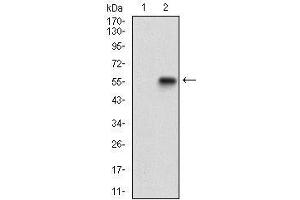 Western blot analysis using GABBR2 mAb against HEK293 (1) and GABBR2 (AA: 319-483)-hIgGFc transfected HEK293 (2) cell lysate. (GABBR2 antibody  (AA 319-483))