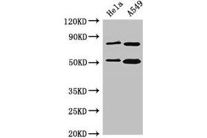 Western Blot Positive WB detected in: Hela whole cell lysate, A549 whole cell lysate All lanes: SNX27 antibody at 3.