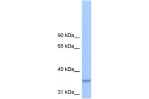 anti-Lipid Phosphate Phosphatase-Related Protein Type 2 (LPPR2) antibody