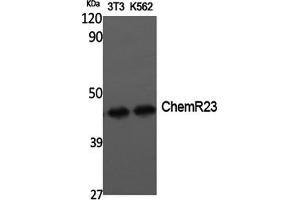 Western Blotting (WB) image for anti-Chemokine-Like Receptor 1 (CMKLR1) antibody (ABIN5959097) (CMKLR1 antibody)
