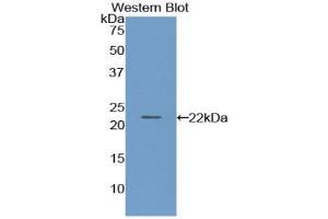 Western Blotting (WB) image for Paraoxonase 1 (PON1) ELISA Kit (ABIN6720557)