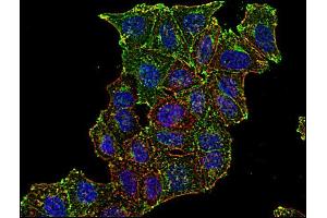 Immunofluorescence staining of CD71 in human HeLa cell line using anti-CD71 (; green). (Transferrin Receptor antibody  (Biotin))