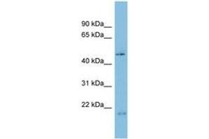 Image no. 1 for anti-Chromosome 17 Open Reading Frame 75 (C17orf75) (AA 35-84) antibody (ABIN6745184) (C17orf75 antibody  (AA 35-84))