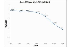Antigen: 0. (CLEC5A antibody  (AA 101-190))