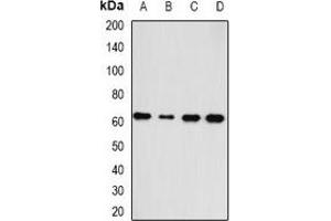 Western blot analysis of HAS3 expression in A549 (A), SKOV3 (B), mouse heart (C), rat liver (D) whole cell lysates.