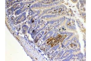 IHC testing of FFPE mouse small intestine tissue with IL12 p35 antibody at 1ug/ml.