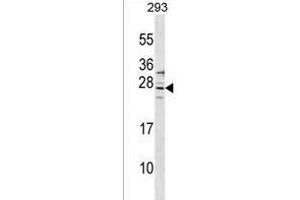 SIRPD Antibody (Center) (ABIN1537736 and ABIN2849878) western blot analysis in 293 cell line lysates (35 μg/lane). (SIRPD antibody  (AA 107-133))