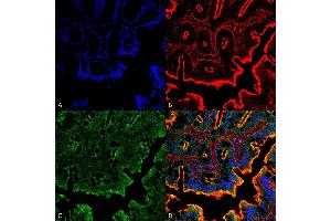 Immunohistochemistry analysis using Rabbit Anti-NHE3 Polyclonal Antibody (ABIN2486548). (SLC9A3 antibody  (HRP))