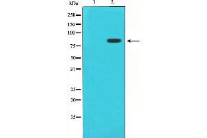 Western blot analysis of STAT1 phosphorylation expression in Jurkat whole cell lysates,The lane on the left is treated with the antigen-specific peptide. (STAT1 antibody  (pSer727))