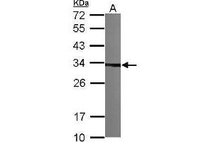 WB Image Sample (30 ug of whole cell lysate) A: NIH-3T3 12% SDS PAGE antibody diluted at 1:1000 (TBCB antibody)