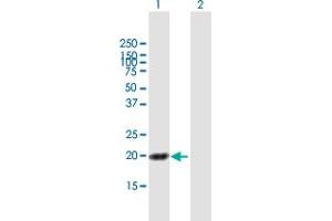 Western Blot analysis of HN1L expression in transfected 293T cell line by HN1L MaxPab polyclonal antibody. (HN1L antibody  (AA 1-190))