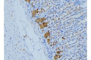 ABIN6277217 at 1/100 staining Human gastric tissue by IHC-P. (BIK antibody  (N-Term))