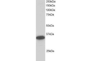 Western Blotting (WB) image for Carbonyl Reductase 1 (CBR1) peptide (ABIN370305)