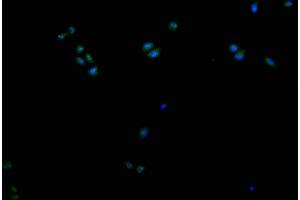 Immunofluorescence staining of Hela cells with ABIN7149223 at 1:200, counter-stained with DAPI. (CYP2A13 antibody  (AA 252-354))