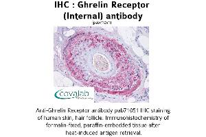 Image no. 1 for anti-Growth Hormone Secretagogue Receptor (GHSR) (Internal Region) antibody (ABIN1734688)