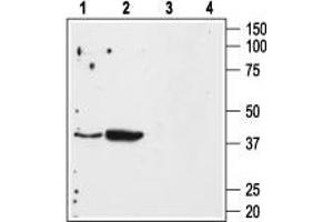 Western Blotting (WB) image for anti-Angiotensin II Receptor, Type 1 (AGTR1) (AA 4-18), (Extracellular) antibody (ABIN7042922)