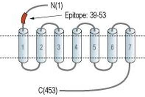anti-Cholecystokinin B Receptor (CCKBR) (AA 39-53), (Extracellular), (N-Term) antibody