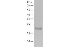 Western Blotting (WB) image for Ornithine Decarboxylase Antizyme 1 (OAZ1) (AA 1-228) protein (His tag) (ABIN7124274) (OAZ1 Protein (AA 1-228) (His tag))
