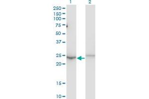 MBD5 antibody  (AA 1-229)