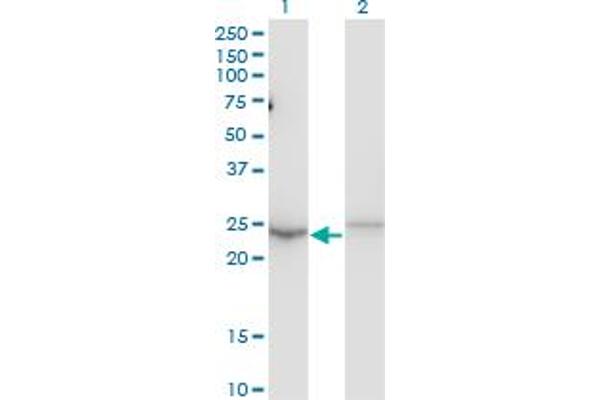 MBD5 antibody  (AA 1-229)