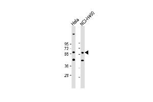 Western Blot at 1:1000 dilution Lane 1: Hela whole cell lysate Lane 2: NCI-H460 whole cell lysate Lysates/proteins at 20 ug per lane.