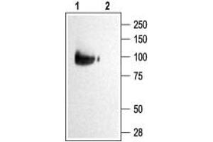 Western blot analysis of KCNQ2 transfected HEK-293 cells: - 1. (KCNQ2 antibody  (C-Term, Intracellular))