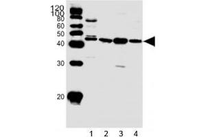Western blot analysis of lysate from 1) HepG2 cell line and human 2) heart, 3) skeletal muscle, 4) kidney tissue using SPHK1 antibody at 1:1000. (SPHK1 antibody  (AA 59-89))