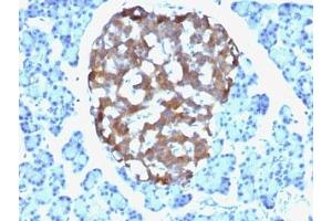 Formalin-fixed, paraffin-embedded human pancreas stained with Chromogranin A antibody (CHGA/765) (Chromogranin A antibody)