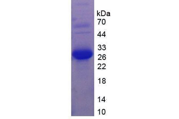 Laminin Protein