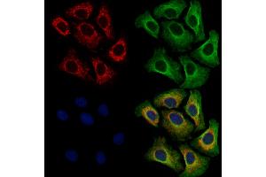 ABIN7094690 and ABIN7098741 staining Hela cells by IF/ICC. (B7-H6 antibody  (C-Term))