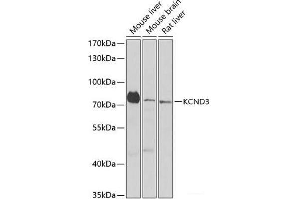 KCND3 antibody