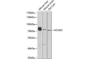 Western blot analysis of extracts of various cell lines using KCND3 Polyclonal Antibody at dilution of 1:1000. (KCND3 antibody)
