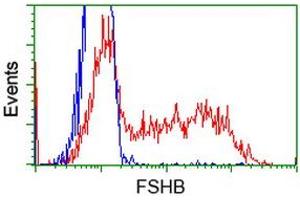 HEK293T cells transfected with either RC214616 overexpress plasmid (Red) or empty vector control plasmid (Blue) were immunostained by anti-FSHB antibody (ABIN2453048), and then analyzed by flow cytometry. (FSHB antibody)