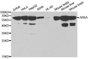 Western blot analysis of extracts of various cell lines, using ARSA antibody. (Arylsulfatase A antibody  (AA 210-509))