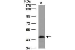 WB Image Sample(30 μg of whole cell lysate) A:MOLT4, 7. (Medium-Chain Specific Acyl-CoA Dehydrogenase, Mitochondrial (MCAD) (Center) antibody)