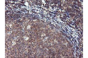 Image no. 1 for anti-Tubby Like Protein 3 (TULP3) antibody (ABIN1501583) (TULP3 antibody)