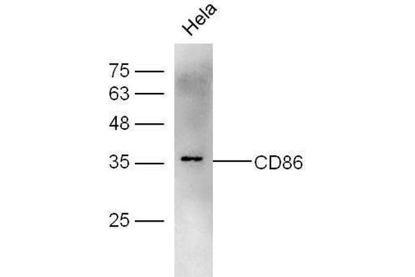CD86 anticorps  (AA 140-175)