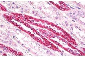 Anti-Beta Tubulin antibody IHC staining of human kidney, tubules. (TUBB antibody  (AA 417-435))