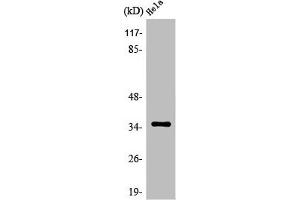 OR5F1 antibody  (C-Term)