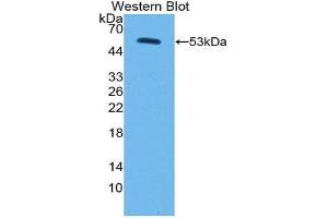 Western Blotting (WB) image for anti-Corin, Serine Peptidase (CORIN) (AA 134-573) antibody (ABIN3203378)