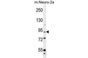 Western Blotting (WB) image for anti-Family with Sequence Similarity 212, Member B (FAM212B) antibody (ABIN2996391) (FAM212B antibody)