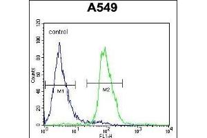 WDR32 Antibody (N-term) (ABIN654593 and ABIN2844292) flow cytometric analysis of A549 cells (right histogram) compared to a negative control cell (left histogram).