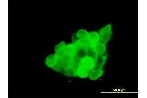 Immunofluorescence of purified MaxPab antibody to CX3CR1 on 293T cell.