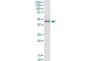 Immunoprecipitation of PRKX transfected lysate using anti-PRKX MaxPab rabbit polyclonal antibody and Protein A Magnetic Bead , and immunoblotted with PRKX purified MaxPab mouse polyclonal antibody (B01P) . (PRKX antibody  (AA 1-358))