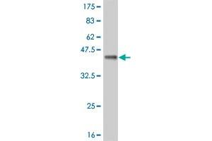 Western Blot detection against Immunogen (35. (HCLS1 antibody  (AA 266-355))