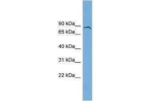 WB Suggested Anti-POLI Antibody Titration: 0. (POLI antibody  (N-Term))