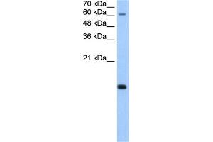 WB Suggested Anti-POLR2H Antibody Titration:  5. (POLR2H antibody  (N-Term))