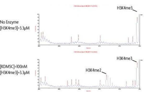 KDM5C Protein (DYKDDDDK Tag)