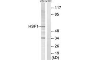 Western blot analysis of extracts from K562 cells, using HSF1 (Ab-142) Antibody. (HSF1 antibody  (AA 108-157))